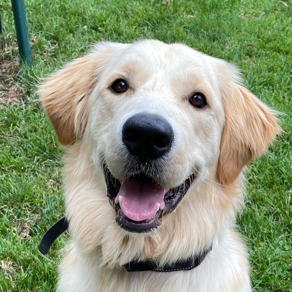 Meet your Posher, Casey